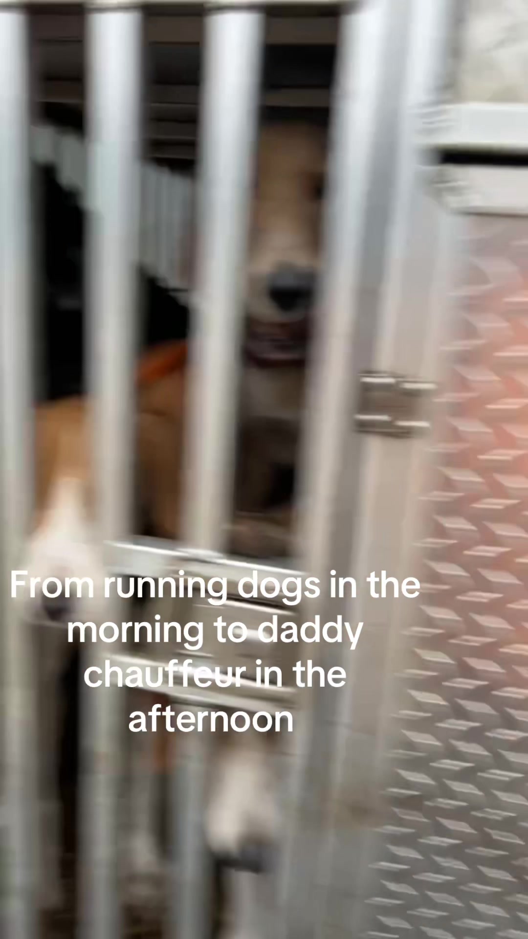 @3DeepKennels