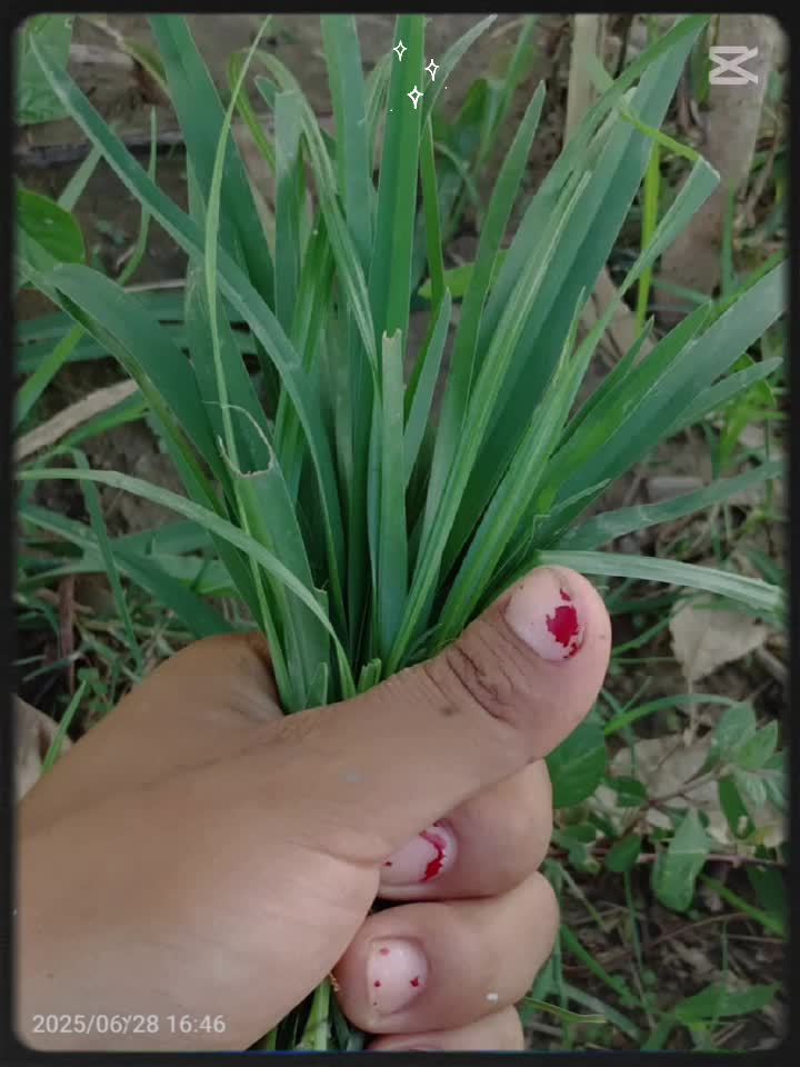 @Christian ✝️ girl🕊🌿💒