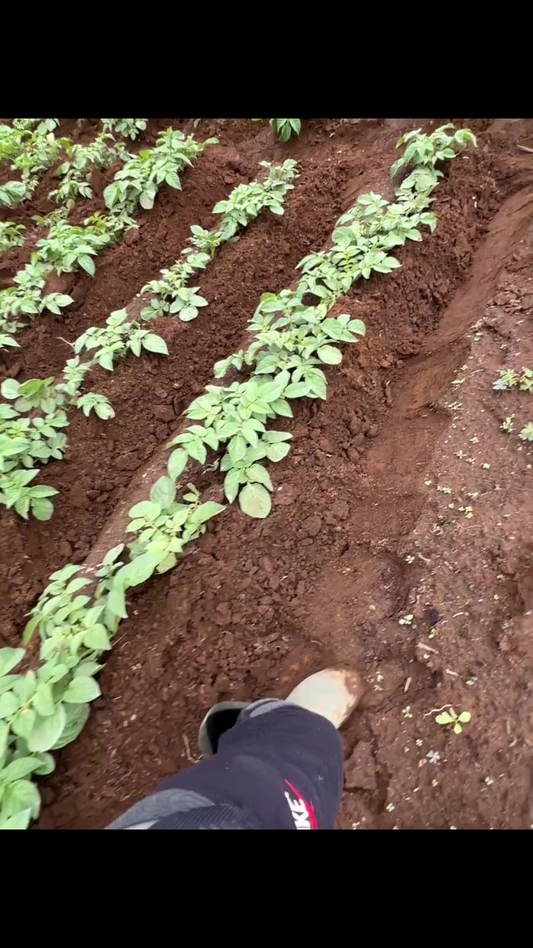 @Victor🌱🚜