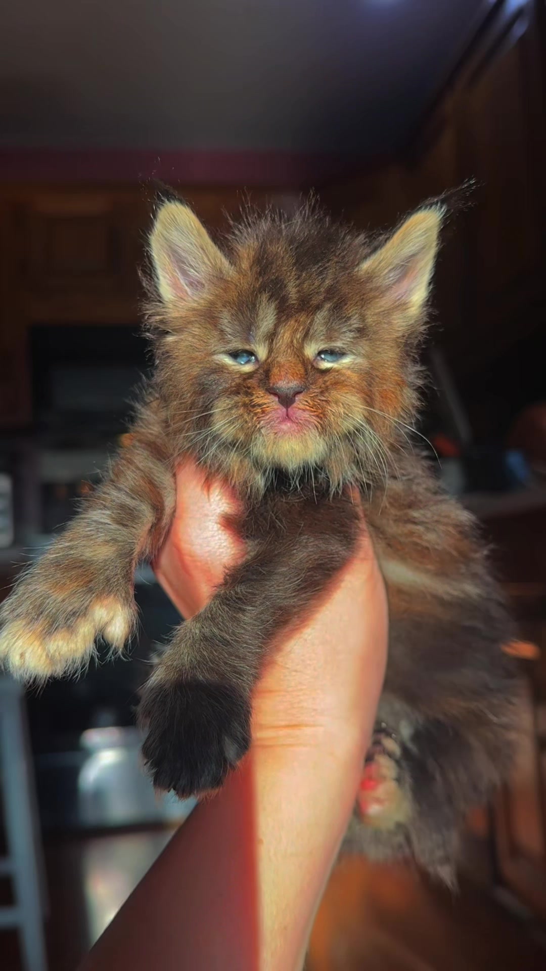 @Mossy&ensp;Cottage&ensp;Maine&ensp;Coons&ensp;🌙