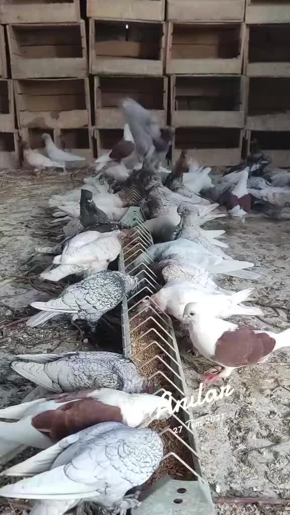 @Mustafa✔️Malçok✔️