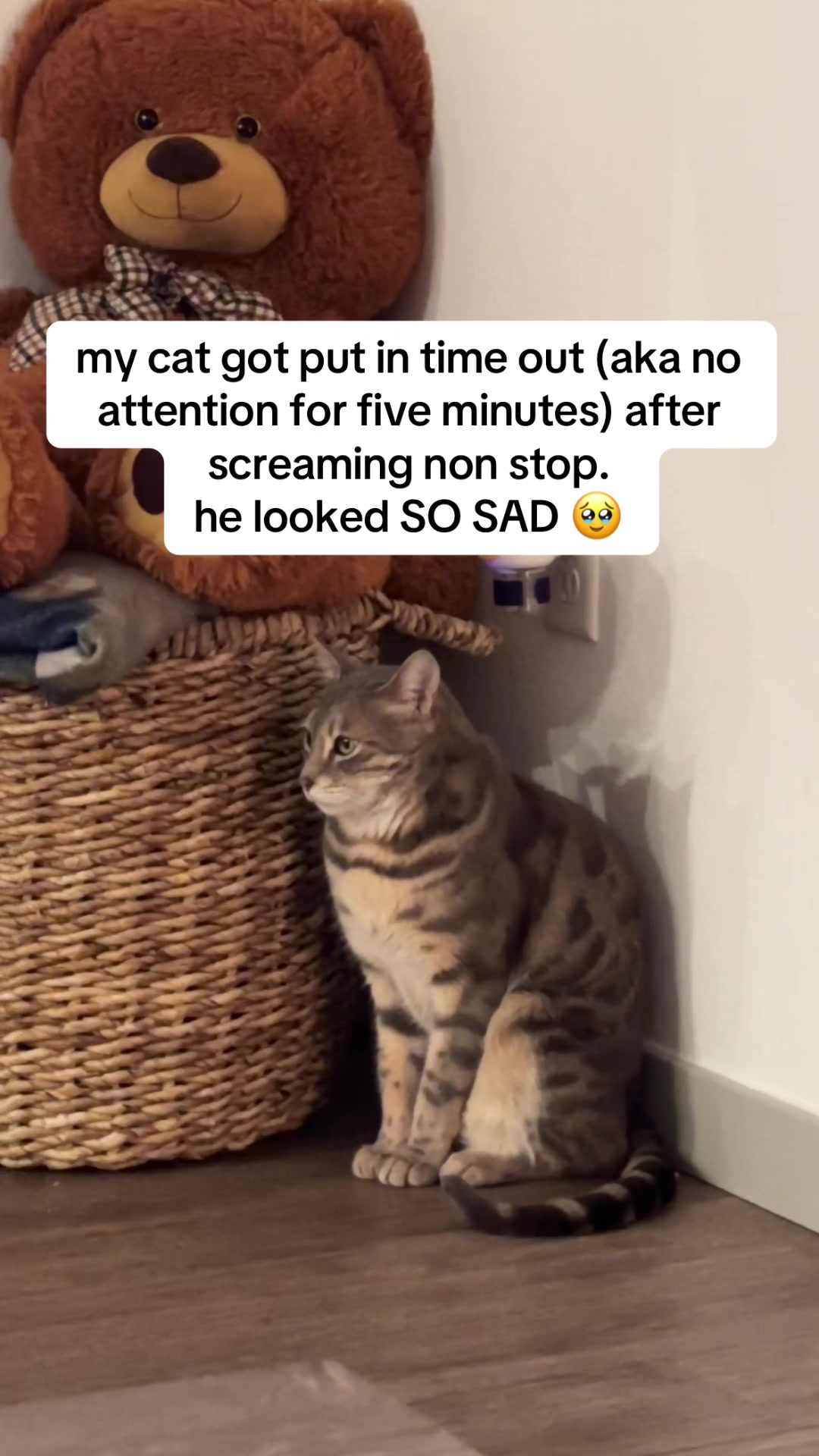 @Mochi the Bengal