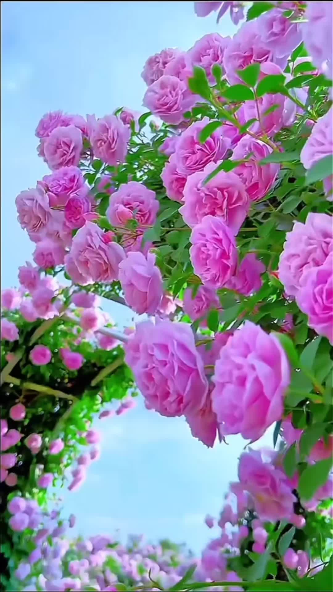 @شaزiه Mوbاrز