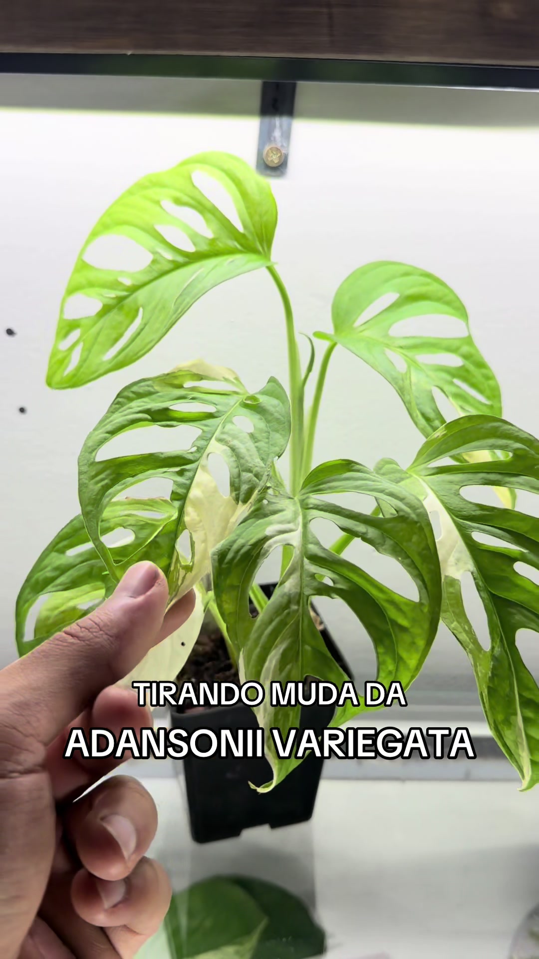 @Otávio Pichirillo