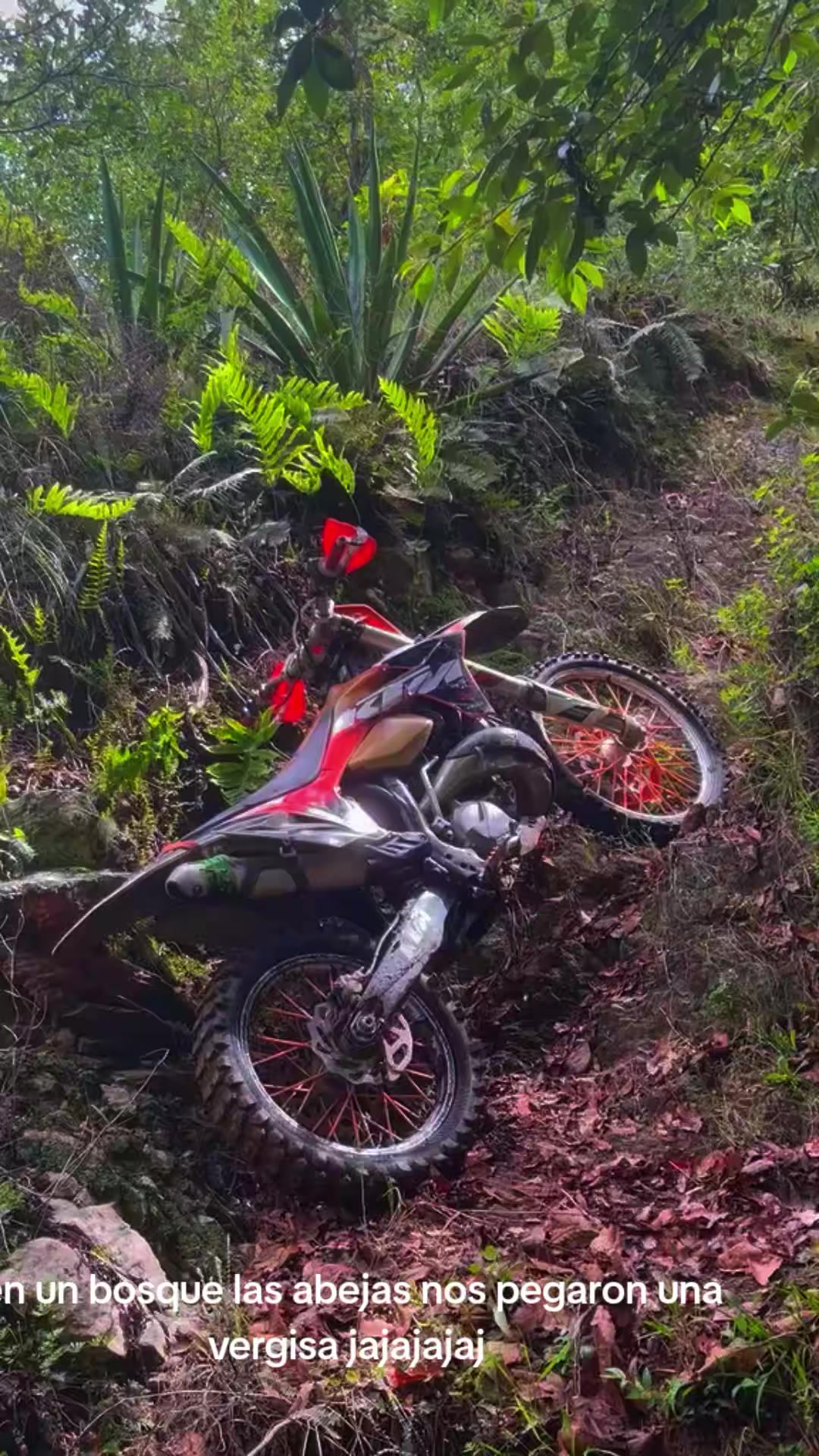 @solo motos Ariel 21