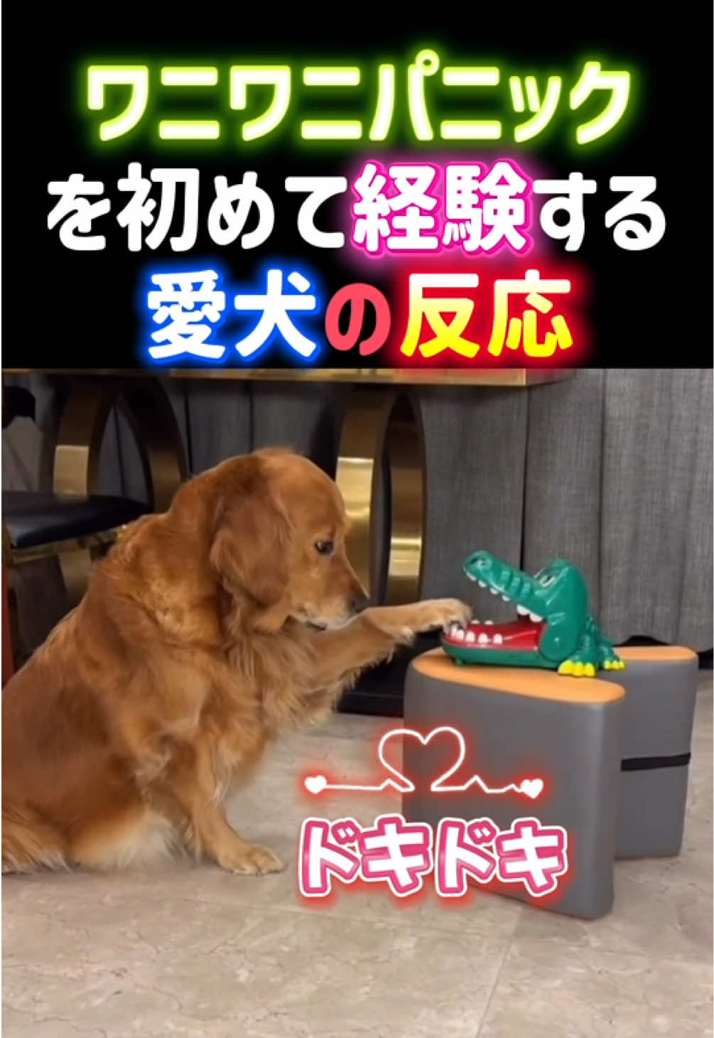 @動物癒し動画♡ animal cute