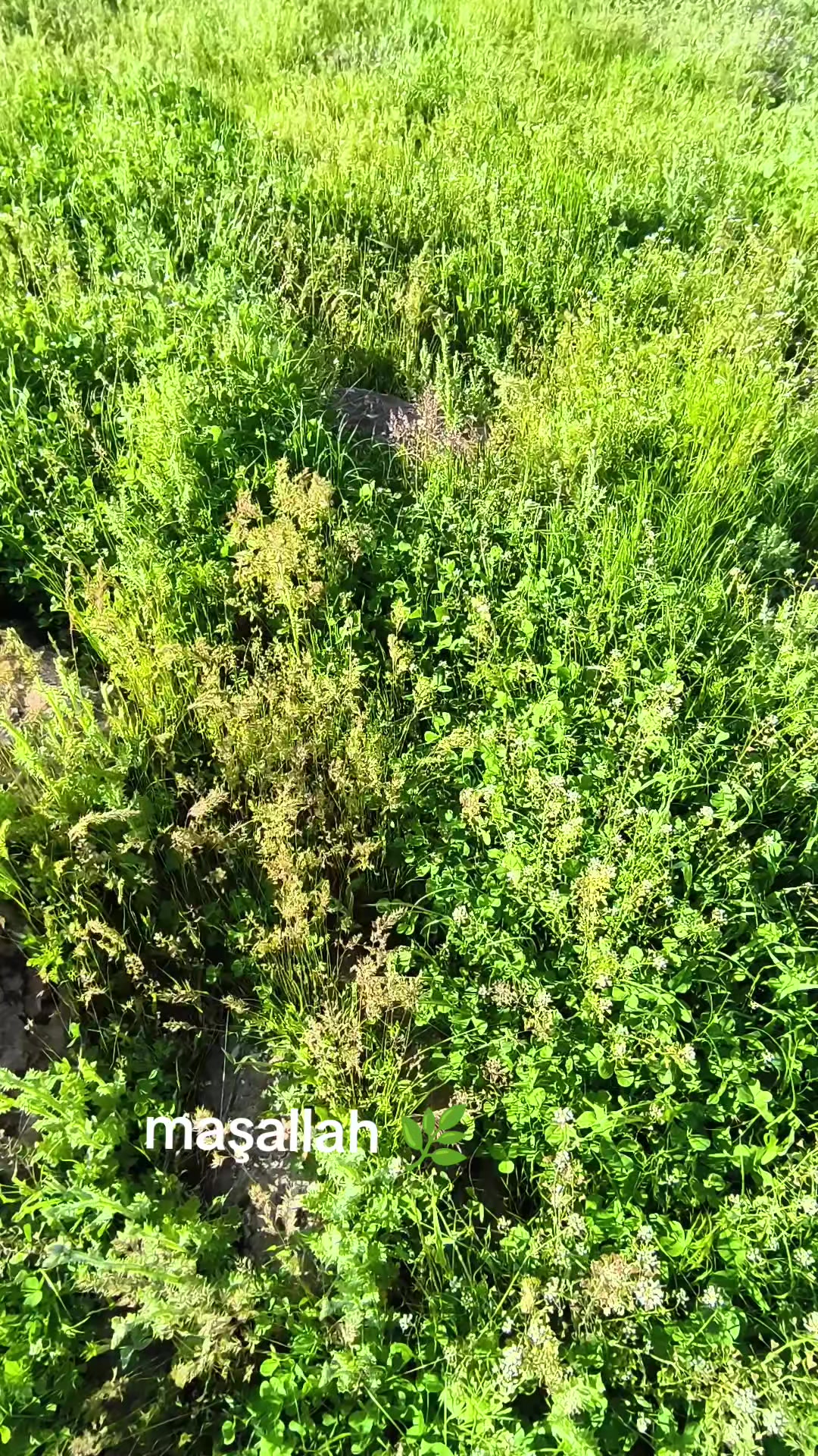 @♛𝙘𝙪𝙢𝙖_𝙜𝙧_21♛