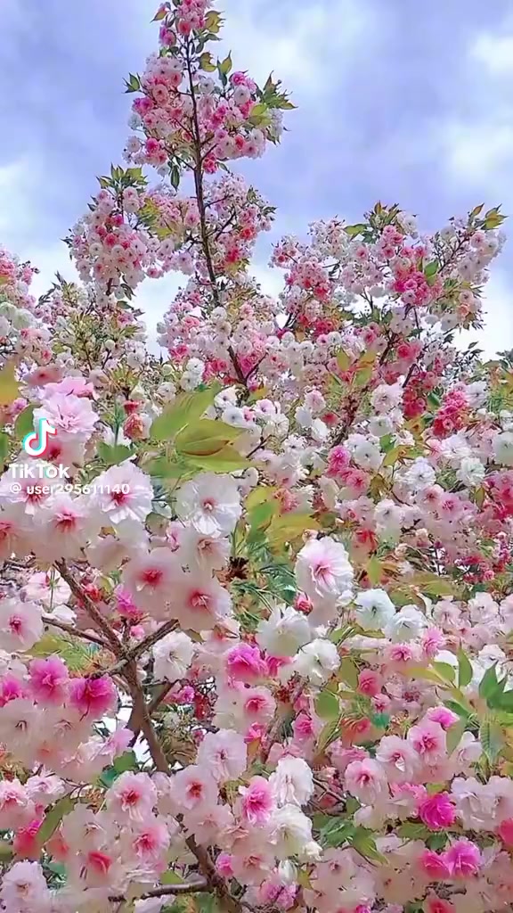 @꽃