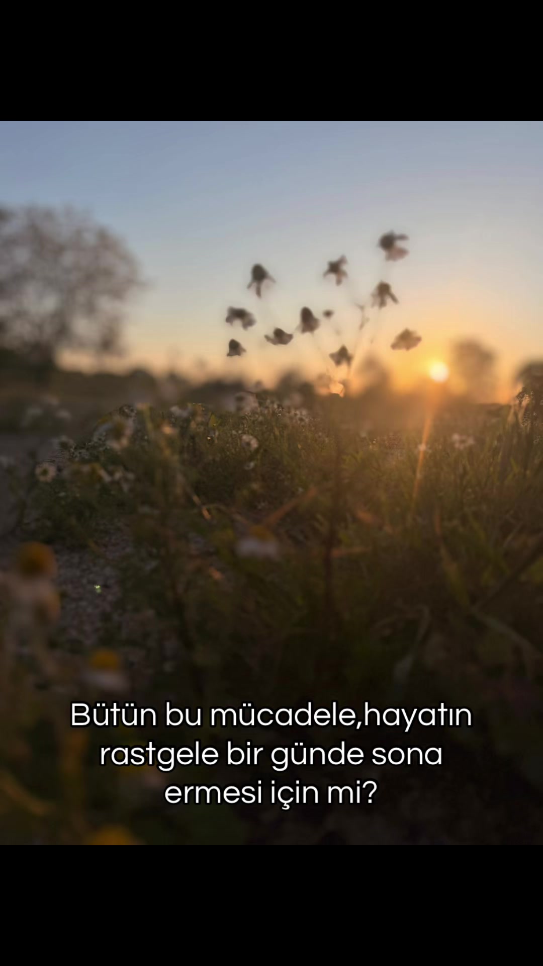 @Serpil