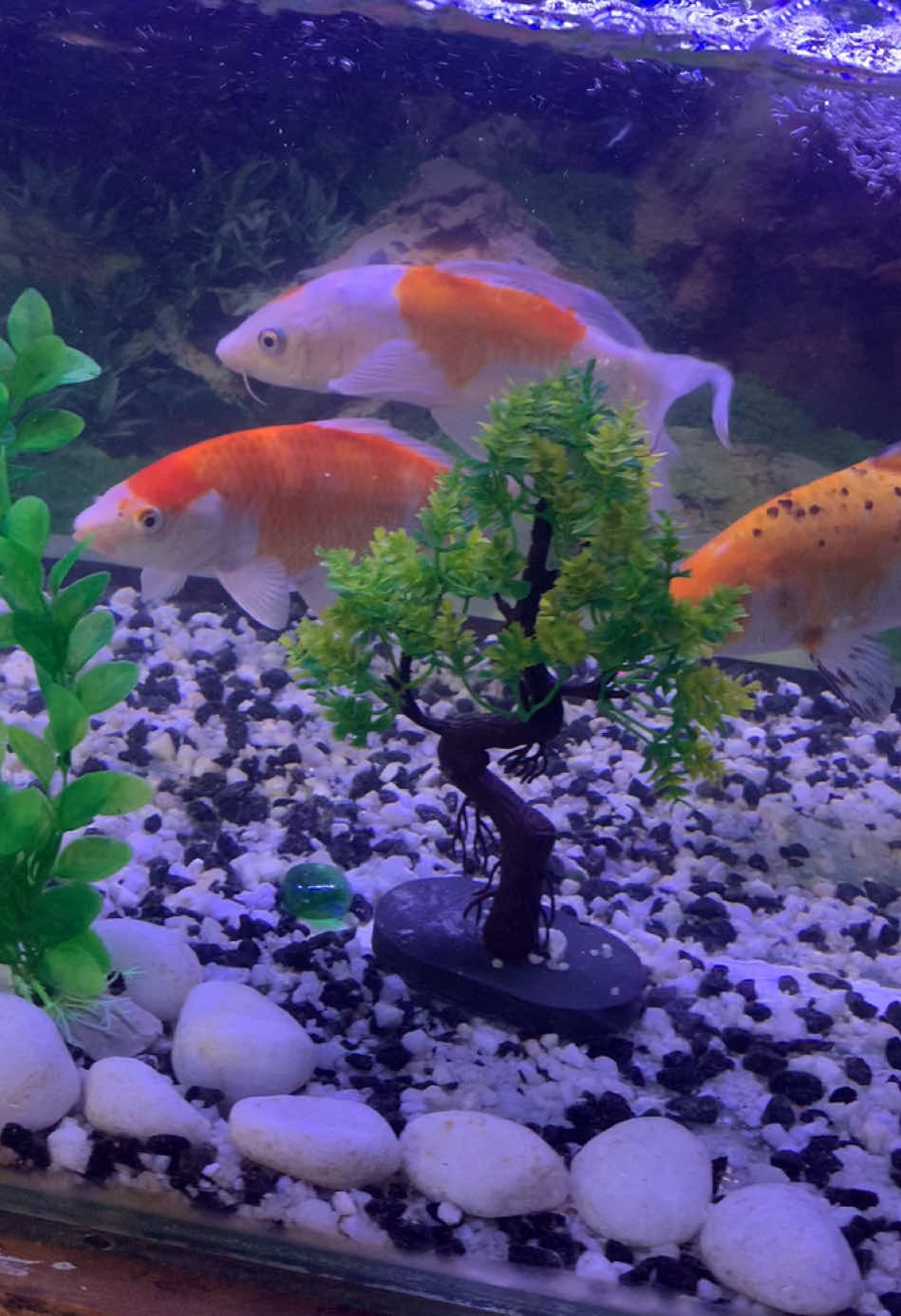 @ᥫ᭡🌼𖤬𝕞𝕞ᑌ 𝐁ᴀʙᴀ 🤍🐣༗