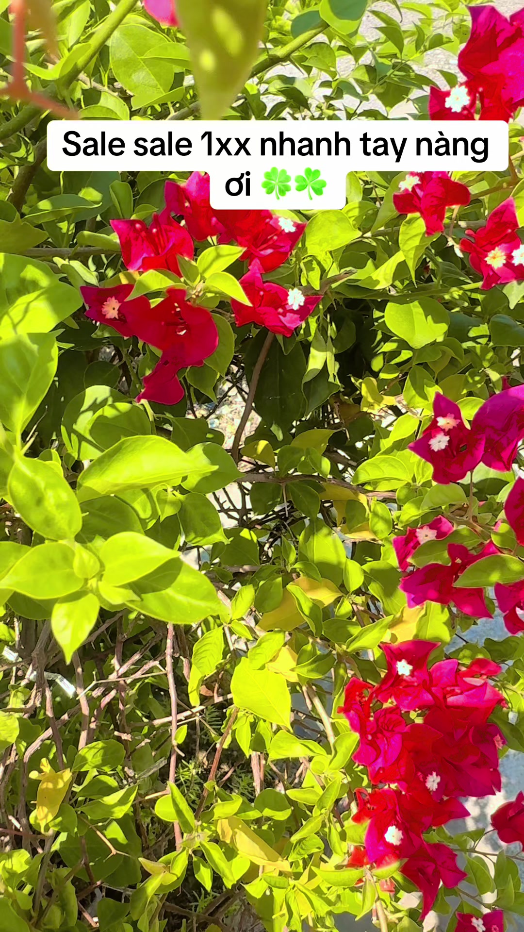 @Hoa Đ&agrave;o 🌸