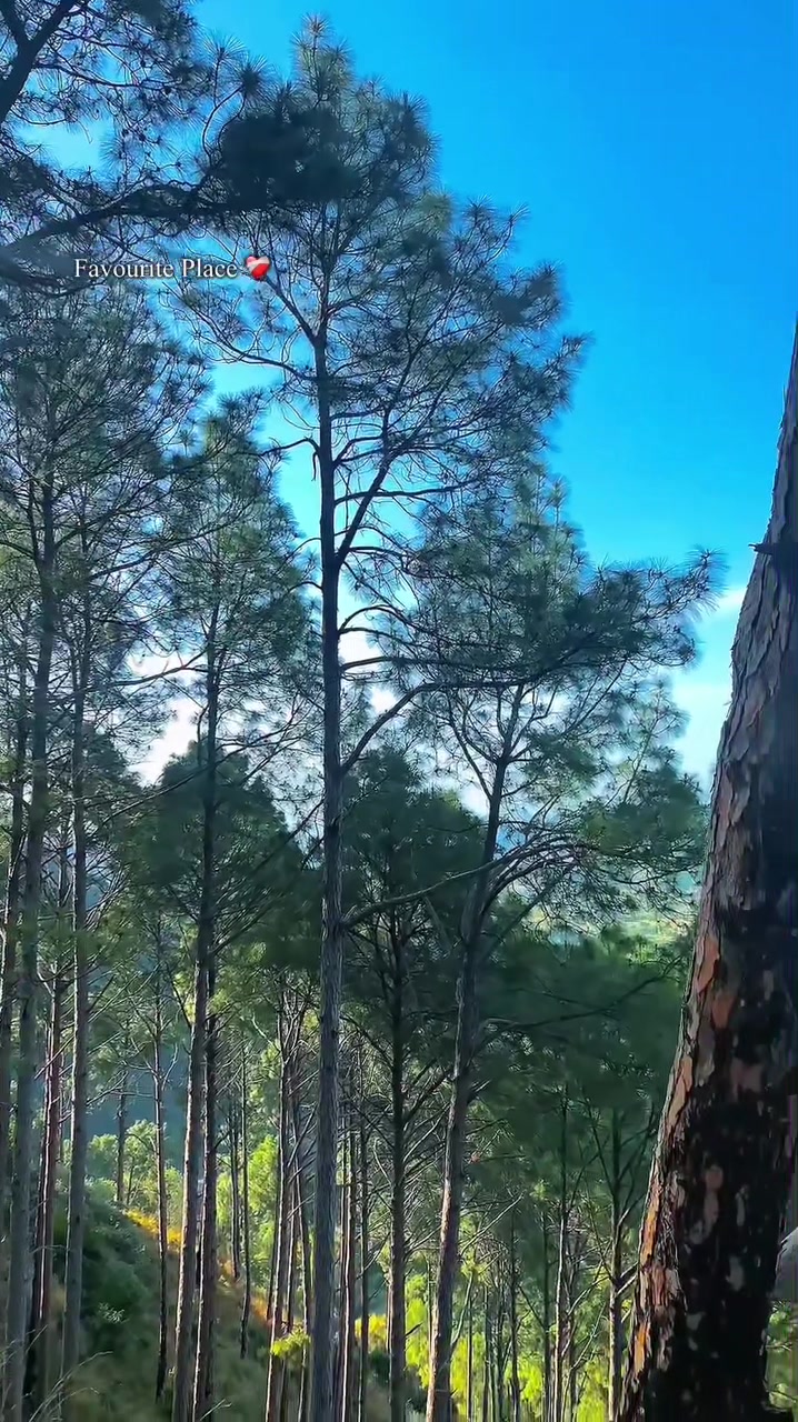 @🦋