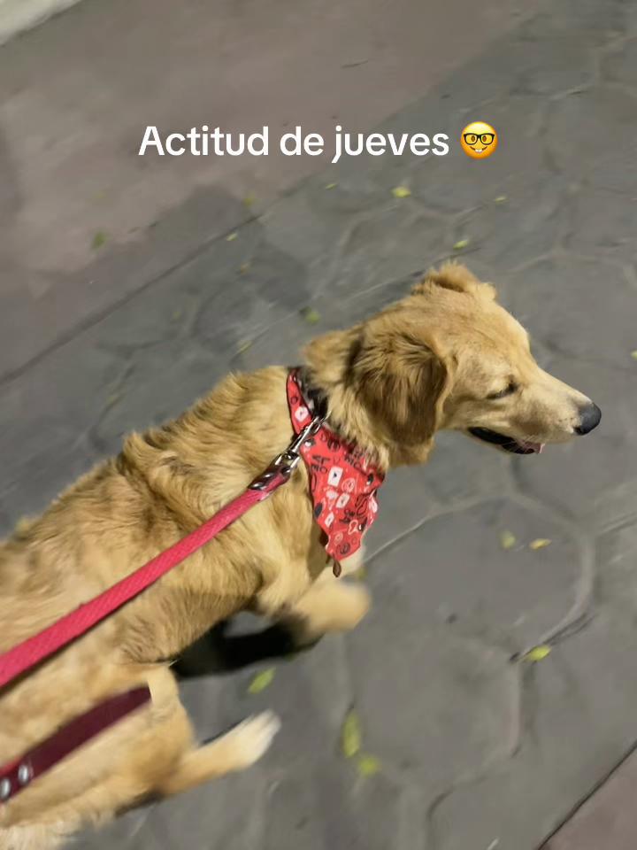 @Dog’s life 🐕