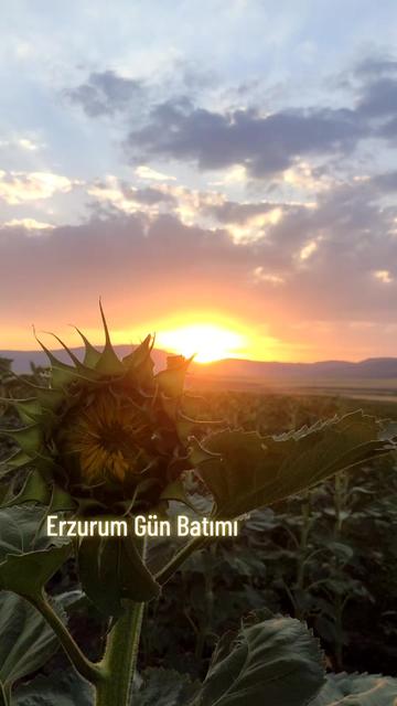 @Dadaş