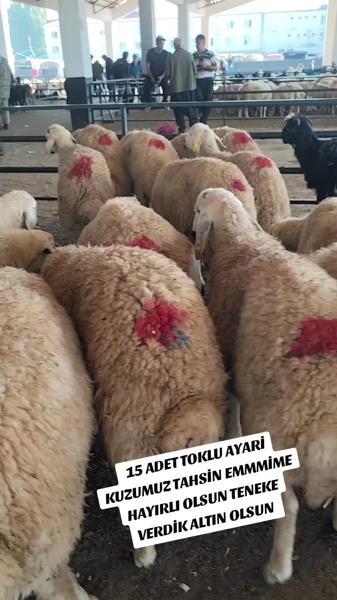 @ADAKCI CUMA