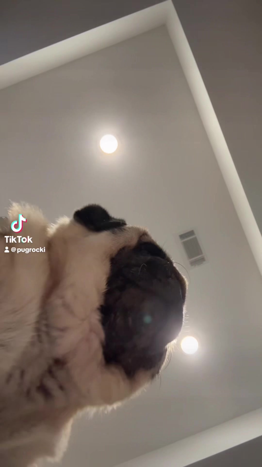 @Rocki the Pug 🐶