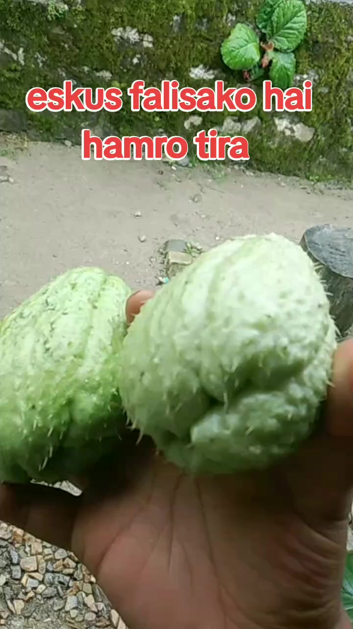 @maya