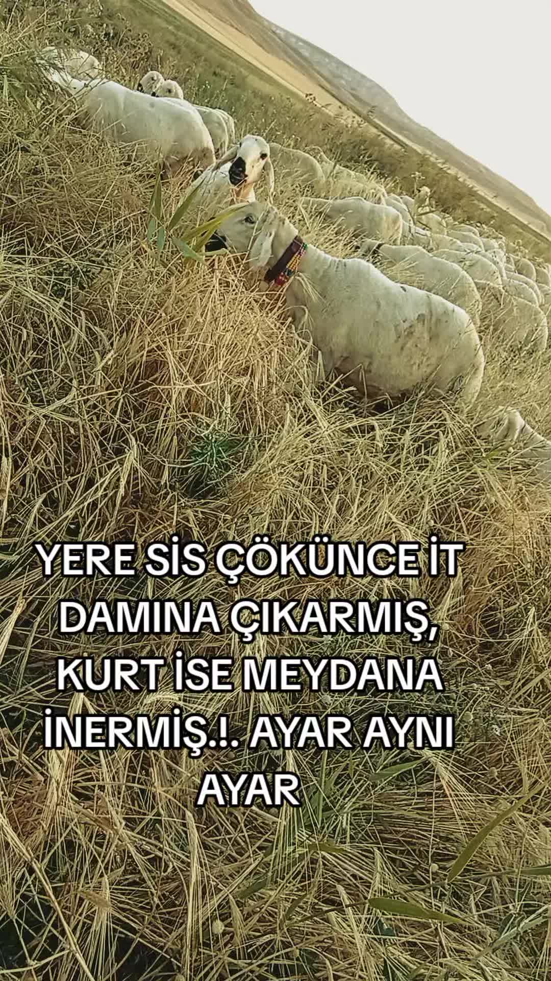 @HAYAL KEŞ