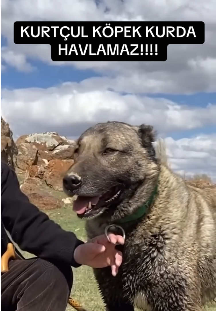 @ANADOLU ASLANLARI🐶🇹🇷