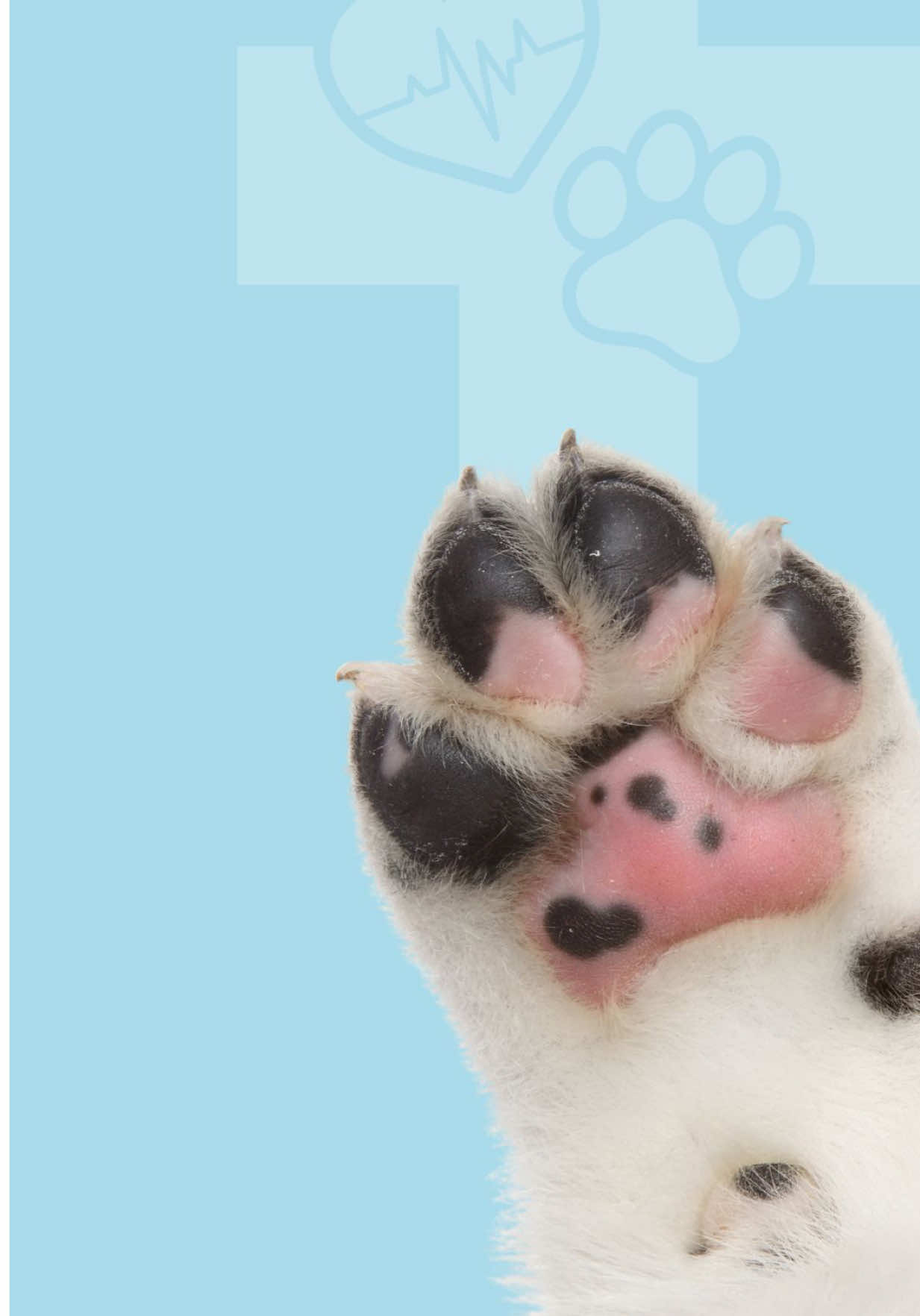 @Affiliated Vet