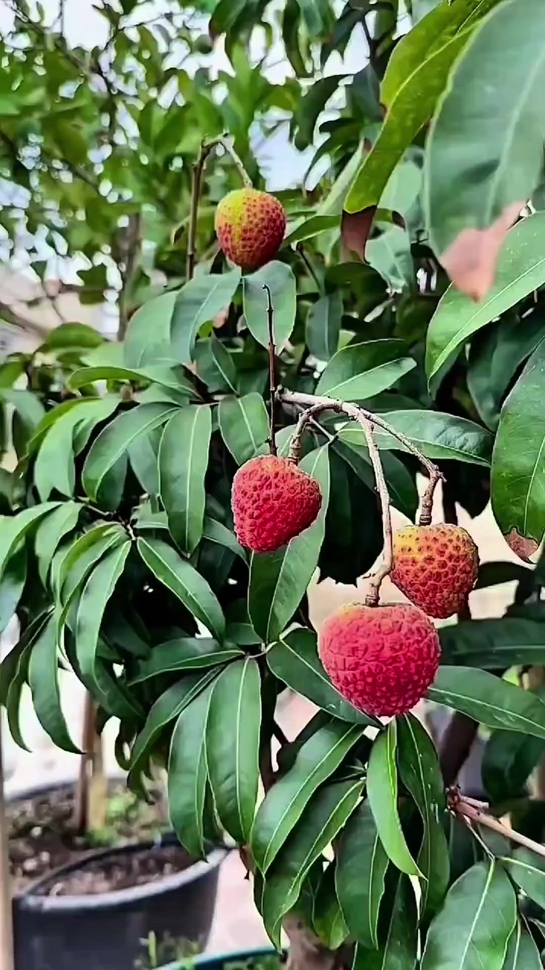 @cacaourell