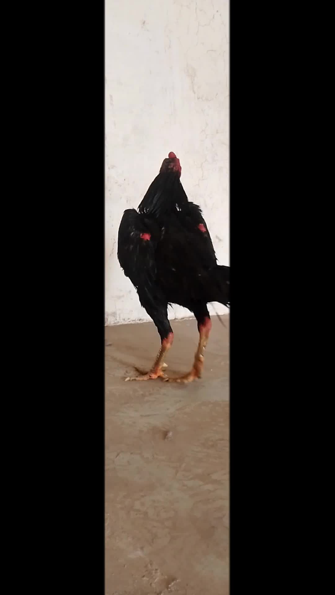 @Royal birds