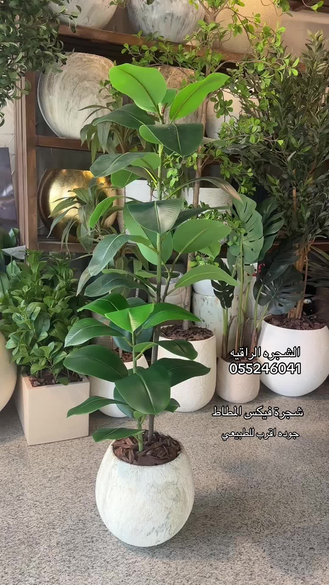 @الشجره الراقيه(زهور المملكه)🌴