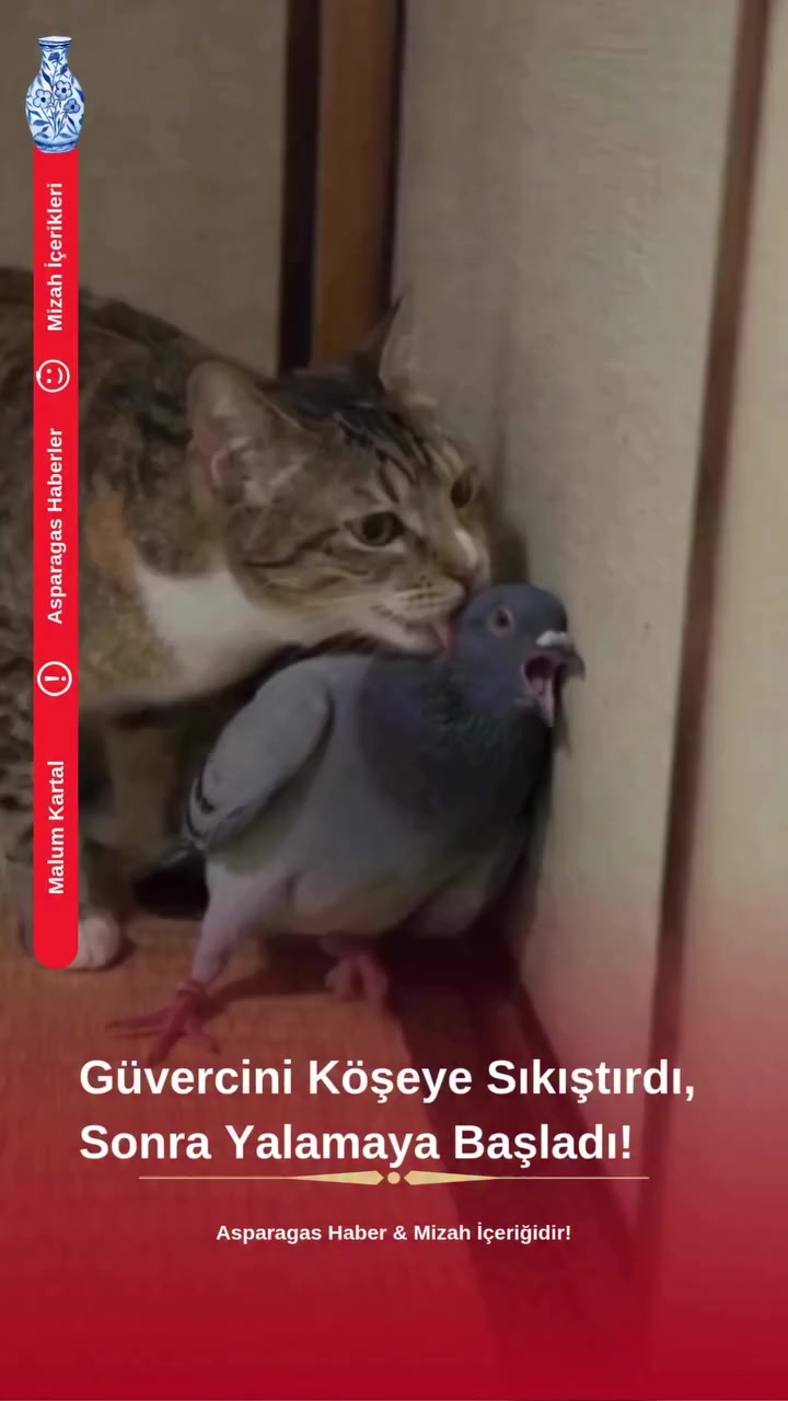 @tezcan_tekbas