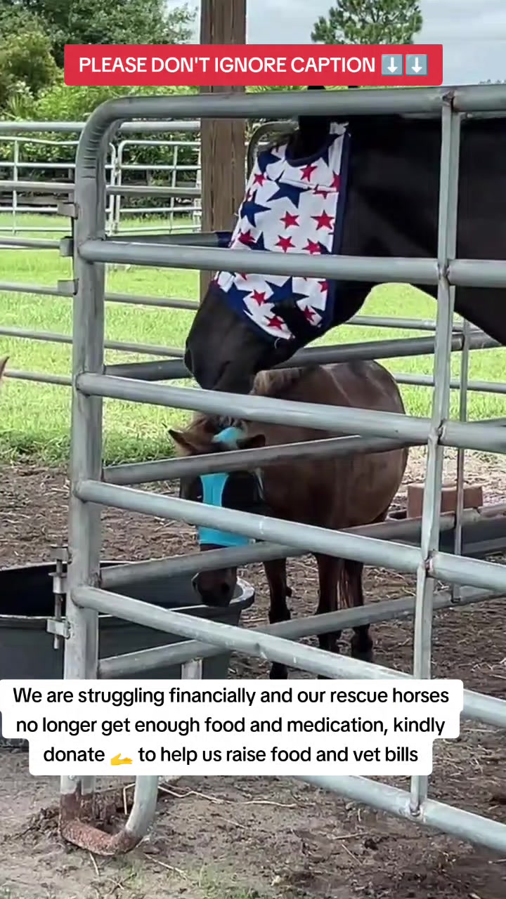 @REBORN ANIMAL RESCUER