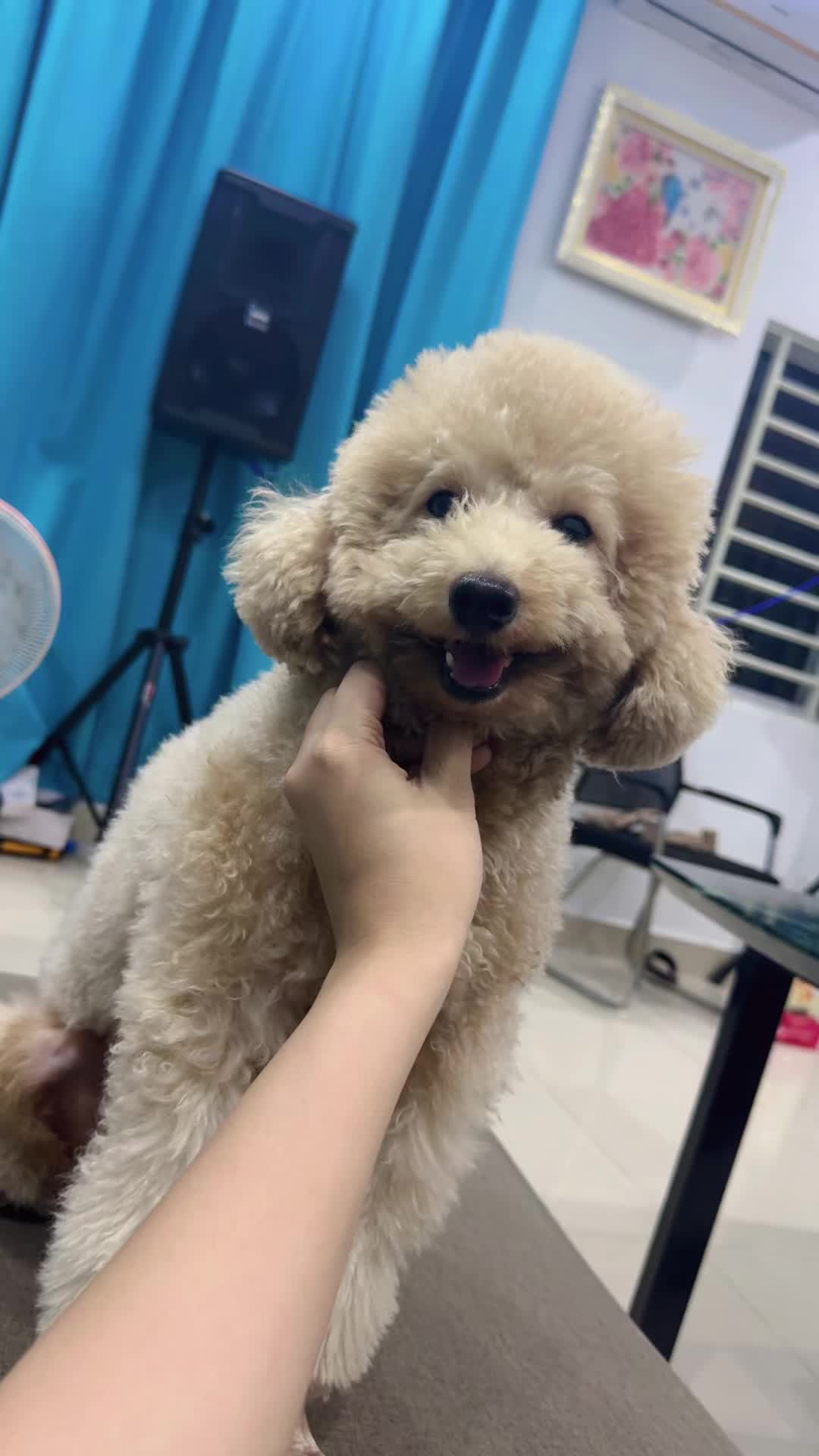 @阿拉