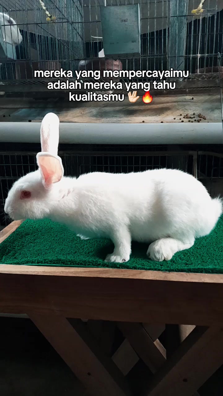 @JANSAE RABBITS