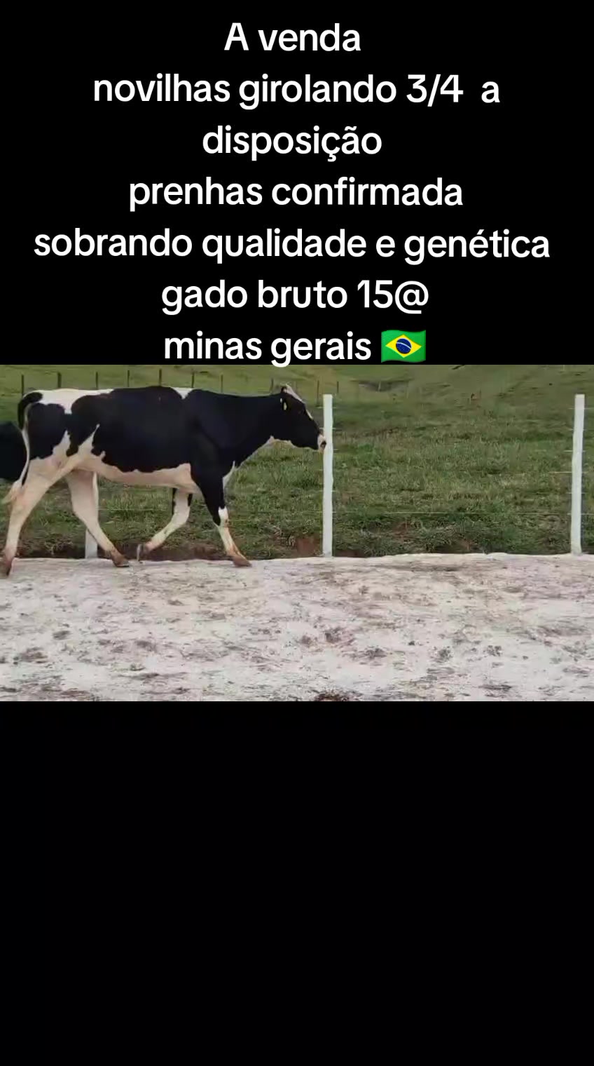 @marketing_do_gado
