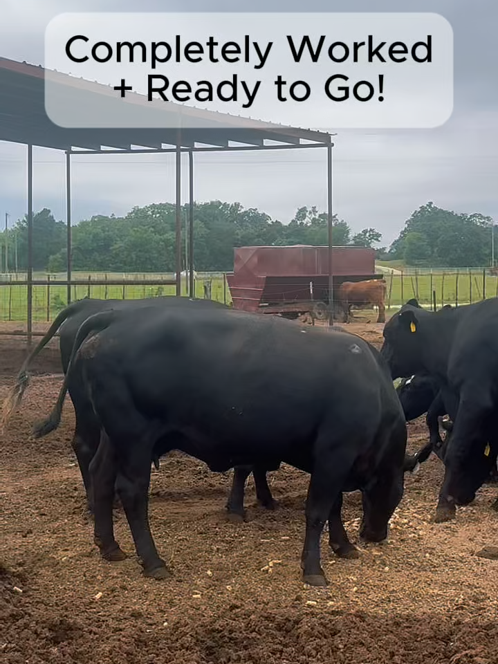 @Rutherford Land and Cattle