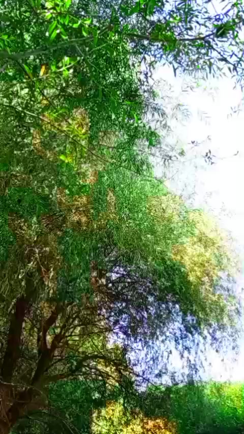 @_seva