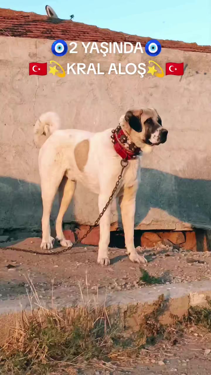 @Tekin Ersöz