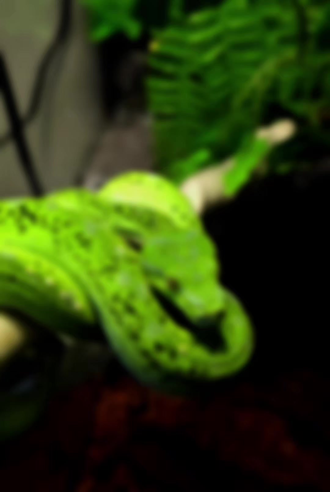 @PyroPythons & Education