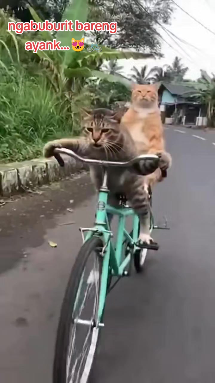 @#NDAnya Kucing#
