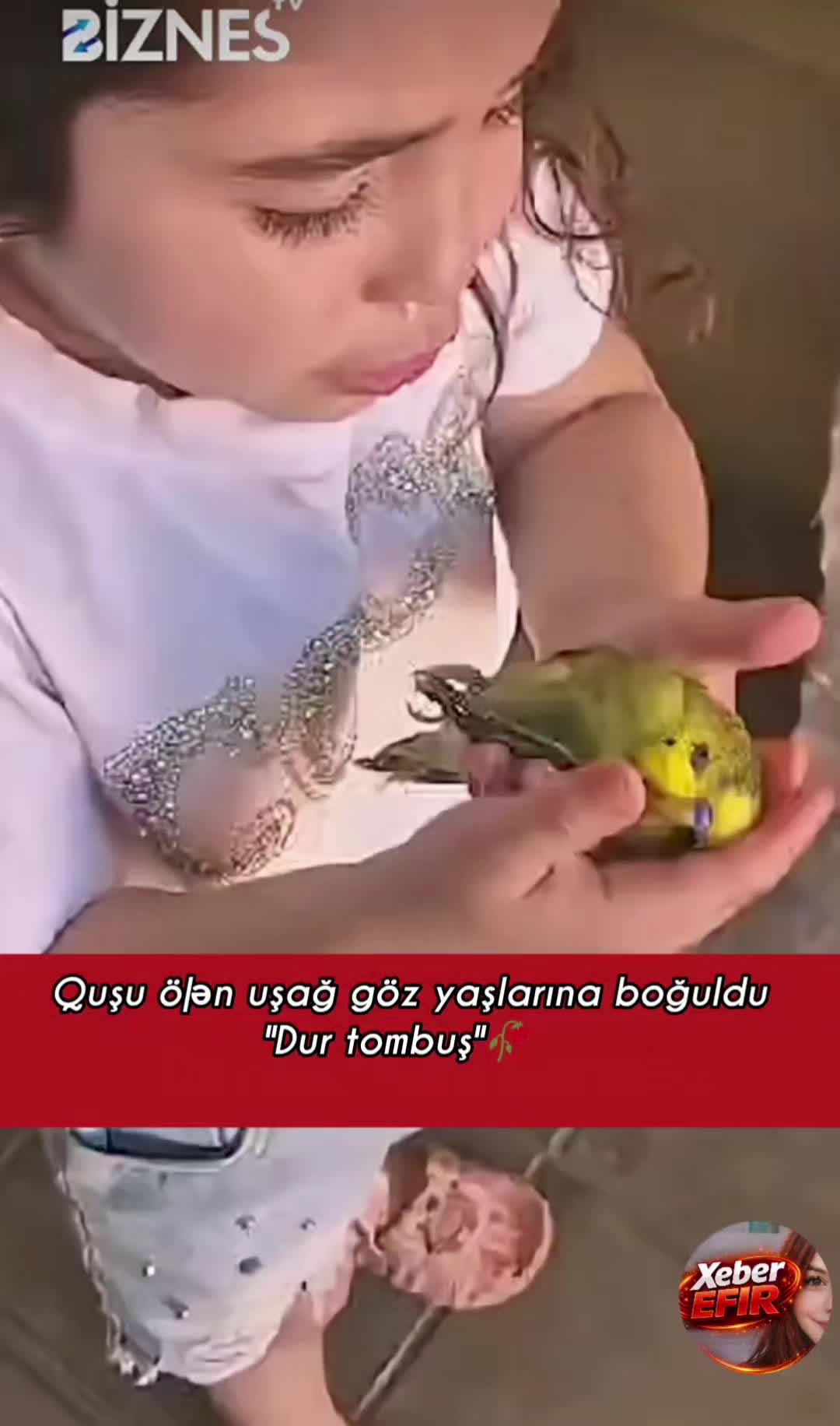 @xeber efir✅
