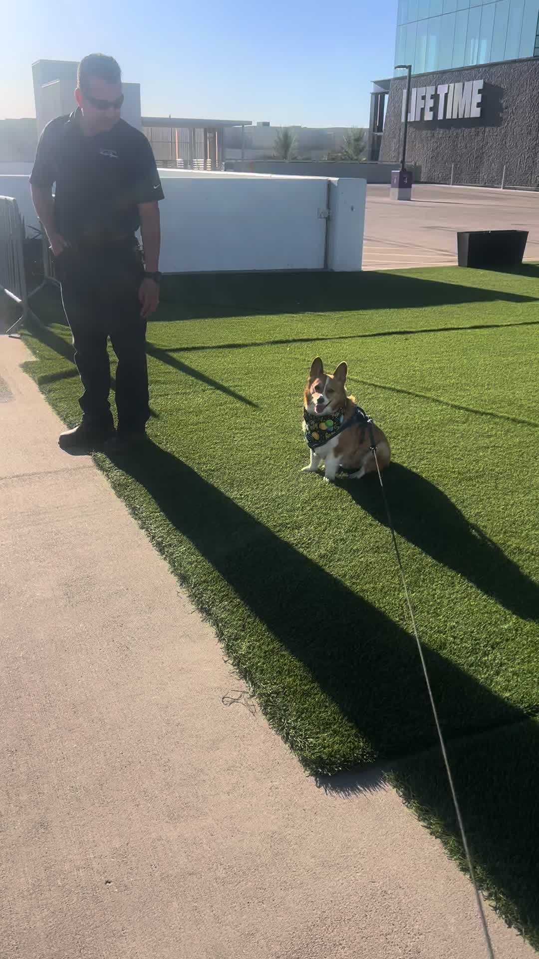 @bumi_the_corgi