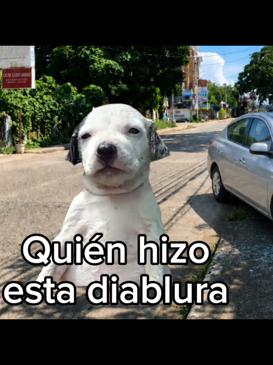 @El Perrix