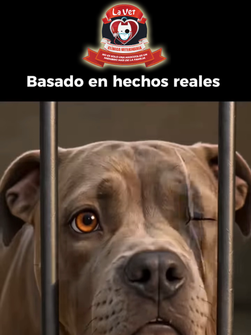 @Cl&iacute;nica la Vet Oriente