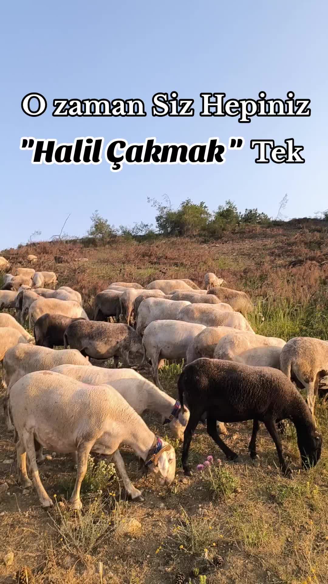 @Halil Çakmak