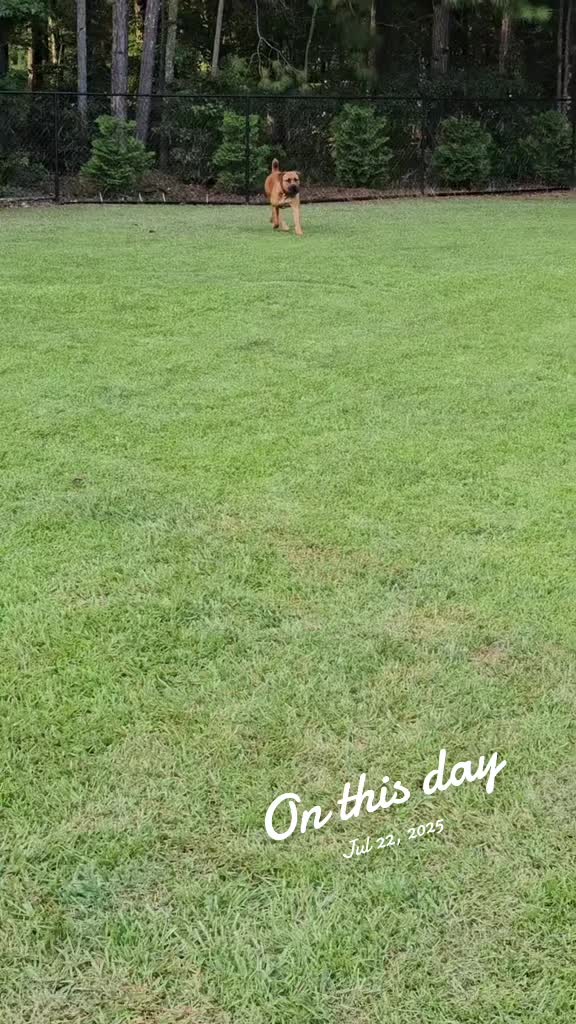 @Southern Shade Boerboels