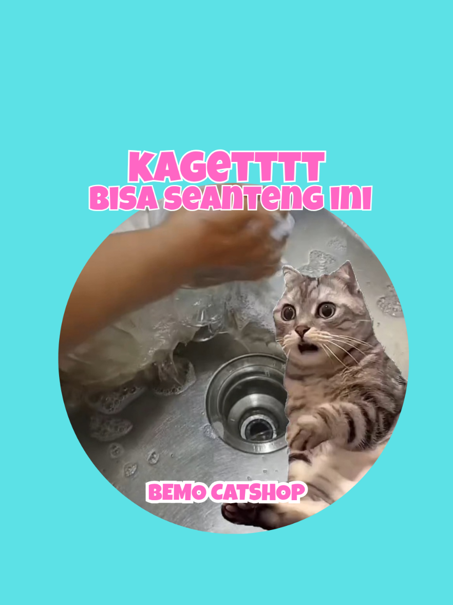@Bemo Catshop