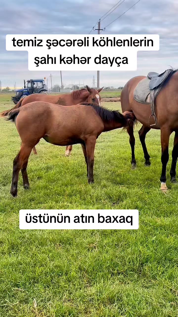 @Cefer_Qarabağlı