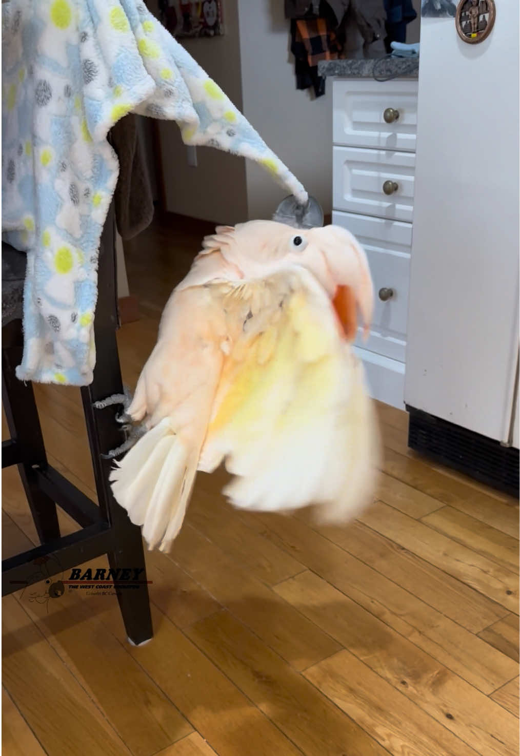 @Barney the West Coast Cockatoo