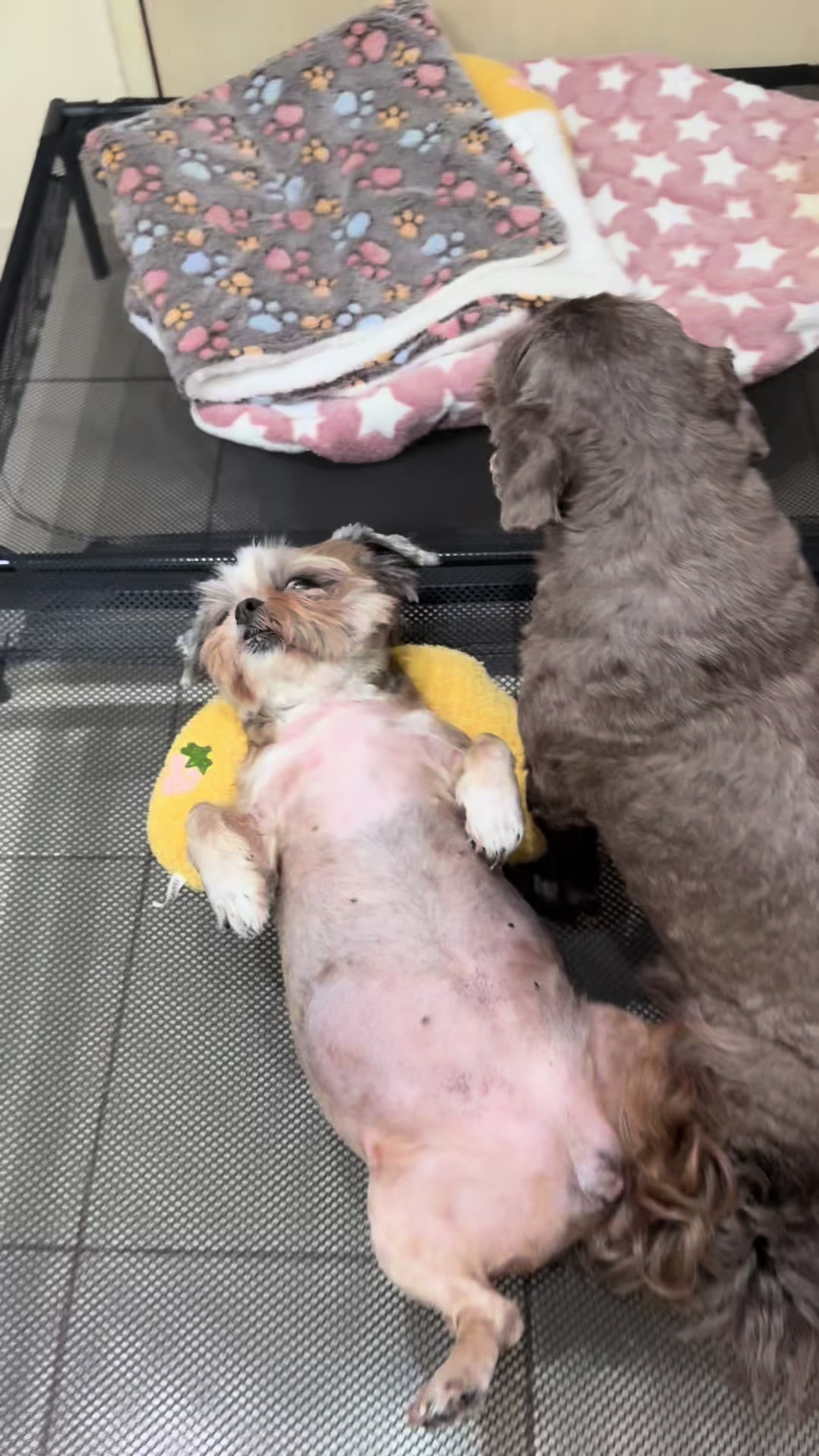 @Nella and Lucky the Shih🐶
