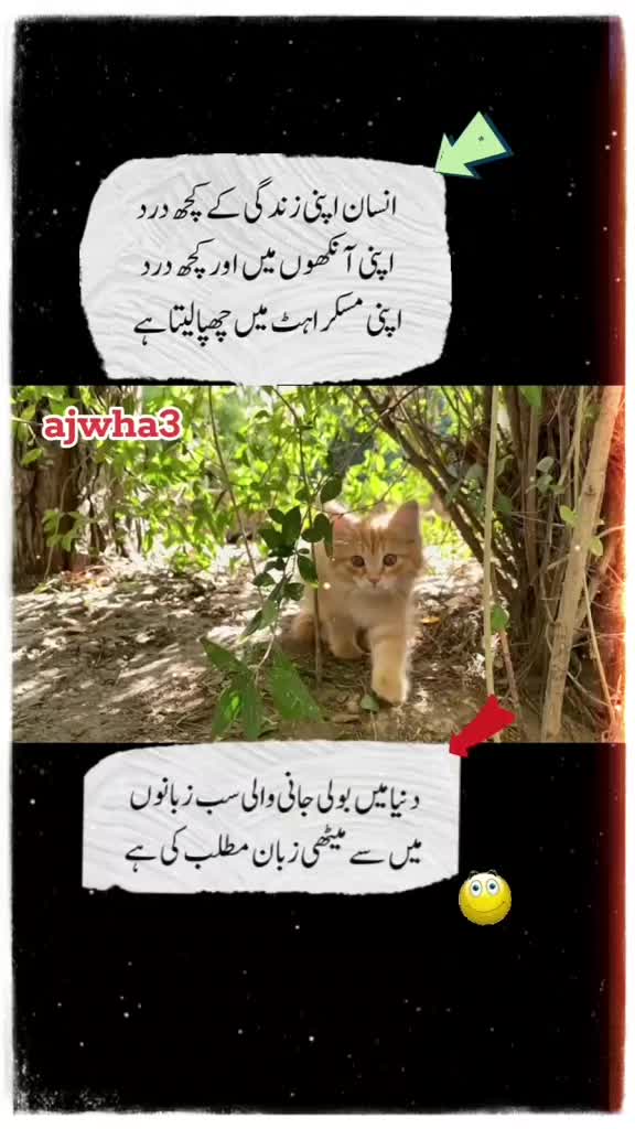@shakir