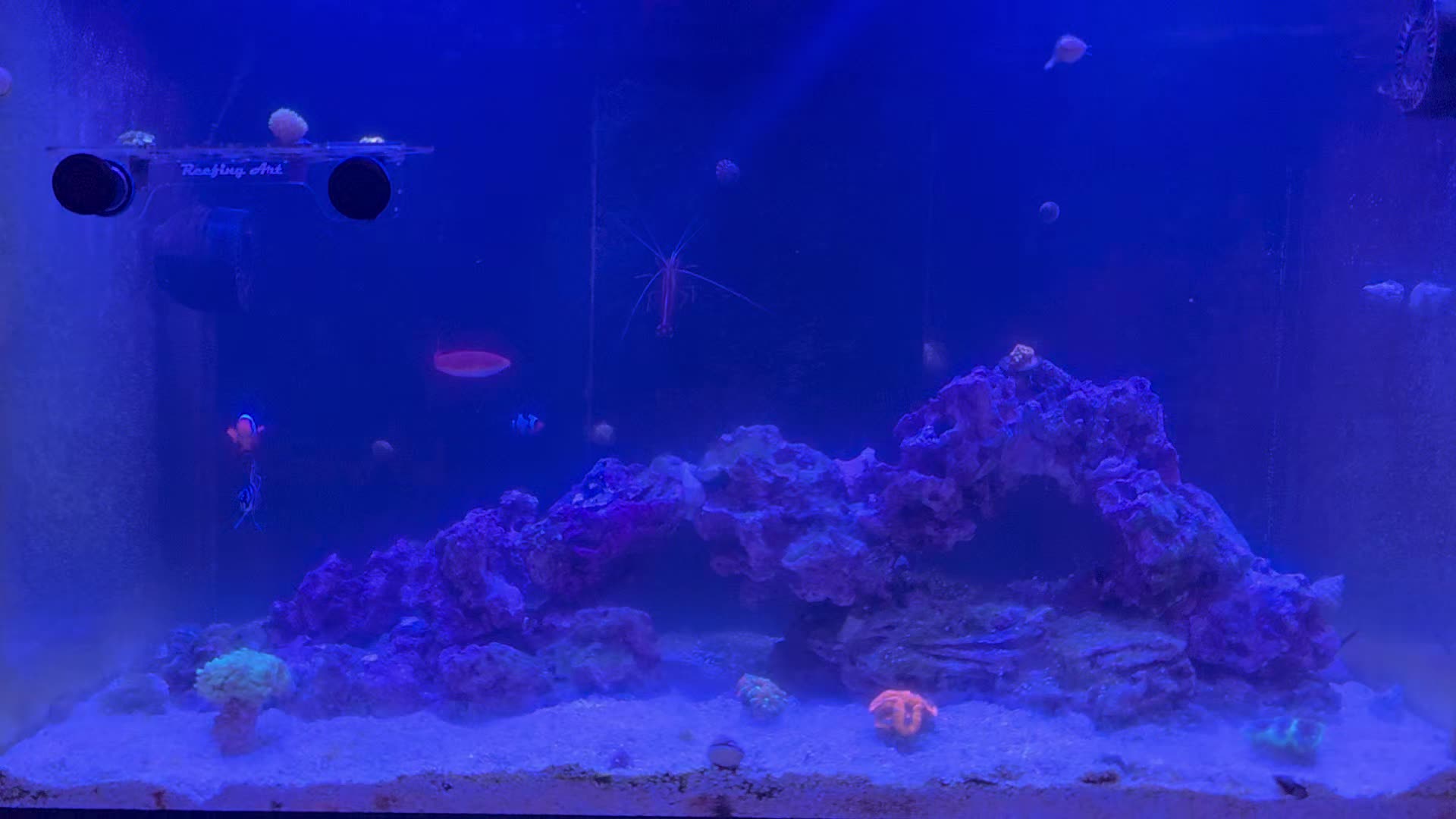 @Jays reef