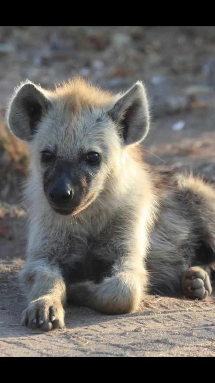 @AbrahamTheHyena🆒6️⃣9️⃣